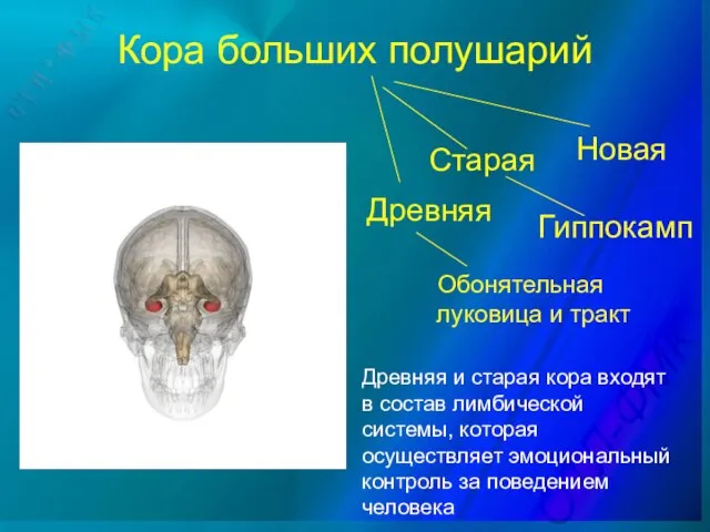 Кора больших полушарий Обонятельная луковица и тракт Старая Новая Гиппокамп Древняя