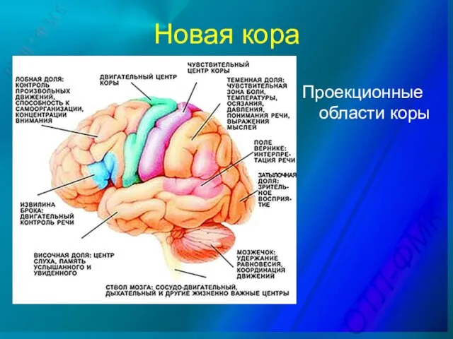 Новая кора Проекционные области коры