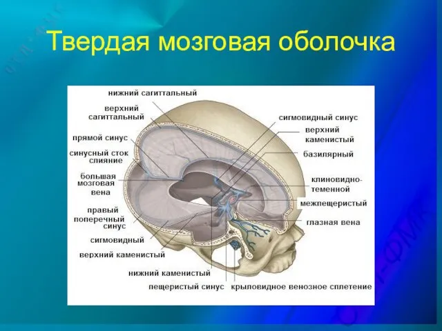 Твердая мозговая оболочка