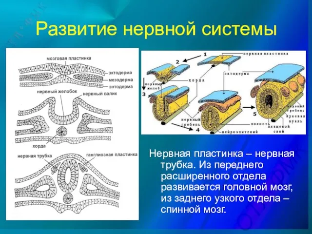 Развитие нервной системы Нервная пластинка – нервная трубка. Из переднего расширенного