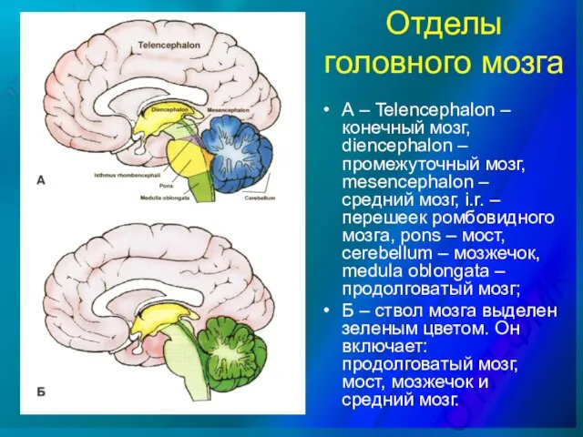 Отделы головного мозга А – Telencephalon – конечный мозг, diencephalon –