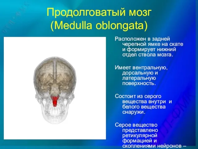 Продолговатый мозг (Medulla oblongata) Расположен в задней черепной ямке на скате