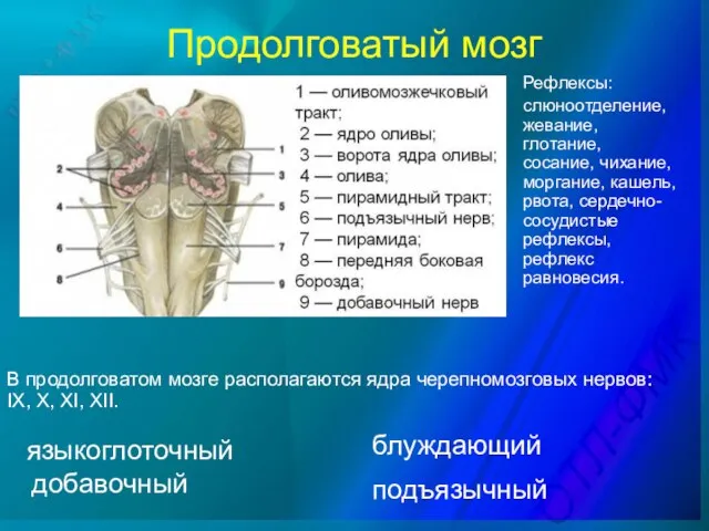 Продолговатый мозг В продолговатом мозге располагаются ядра черепномозговых нервов: IX, X,