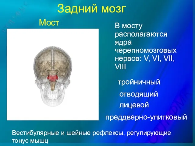 Задний мозг тройничный В мосту располагаются ядра черепномозговых нервов: V, VI,