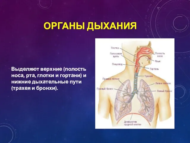 ОРГАНЫ ДЫХАНИЯ Выделяют верхние (полость носа, рта, глотки и гортани) и