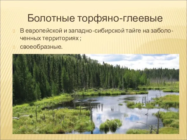 Болотные торфяно-глеевые В европейской и западно-сибирской тайге на заболо- ченных территориях ; своеобразные.