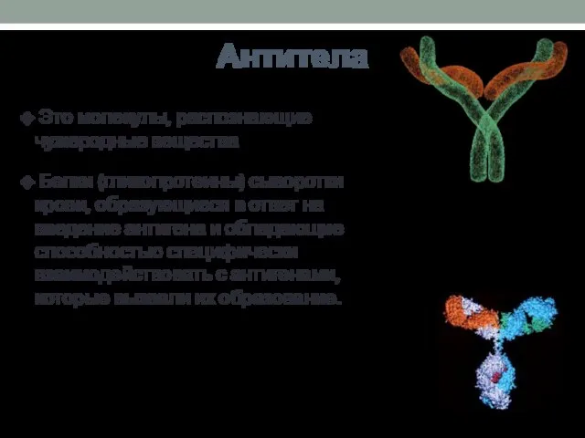 Антитела Это молекулы, распознающие чужеродные вещества Белки (гликопротеины) сыворотки крови, образующиеся