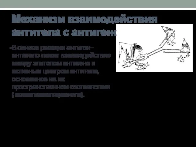 Механизм взаимодействия антитела с антигеном В основе реакции антиген–антитело лежит взаимодействие