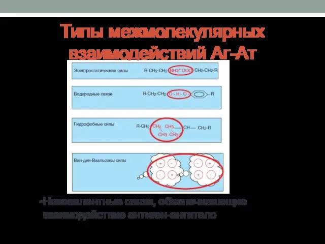 Типы межмолекулярных взаимодействий Аг-Ат Нековалентные связи, обеспечивающие взаимодействие антиген-антитело