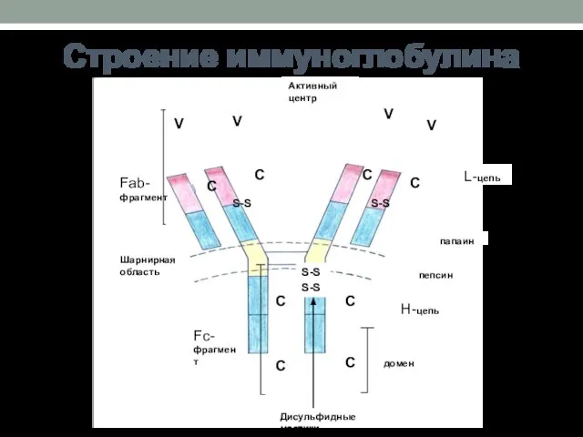 Строение иммуноглобулина папаин пепсин S-S S-S S-S S-S домен Fc-фрагмент Fab-