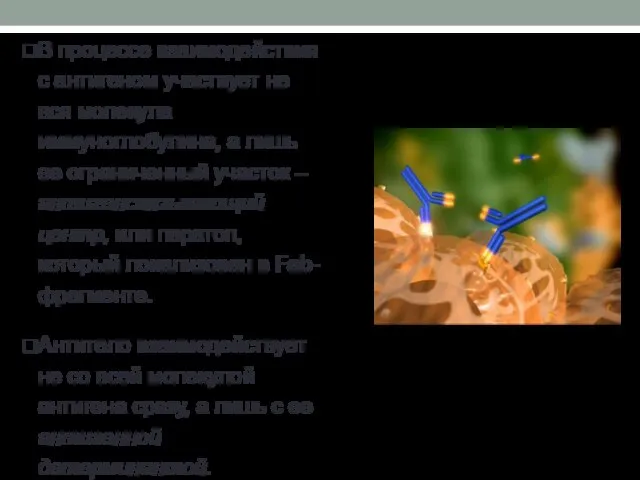 В процессе взаимодействия с антигеном участвует не вся молекула иммуноглобулина, а