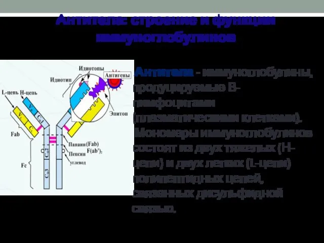 Антитела - иммуноглобулины, продуцируемые В-лимфоцитами (плазматическими клетками). Мономеры иммуноглобулинов состоят из