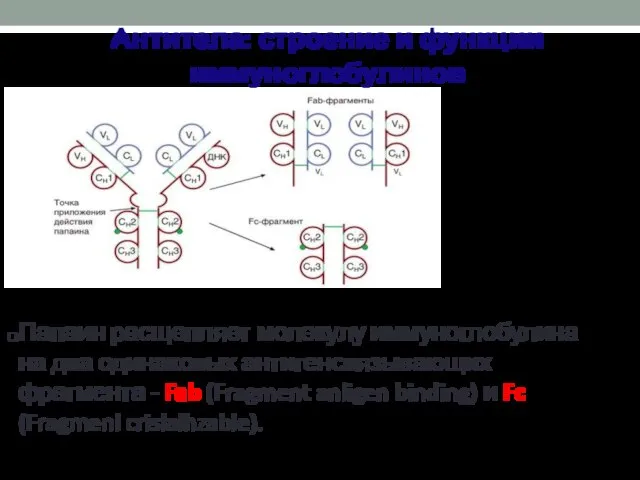 Папаин расщепляет молекулу иммуноглобулина на два одинаковых антигенсвязывающих фрагмента - Fab