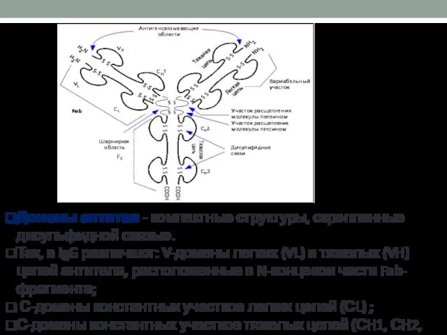 Домены антител - компактные структуры, скрепленные дисульфидной связью. Так, в IgG