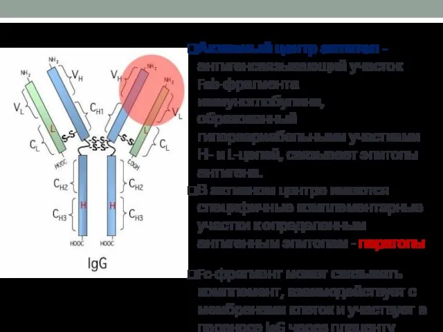 Активный центр антител - антигенсвязывающий участок Fab-фрагмента иммуноглобулина, образованный гипервариабельными участками