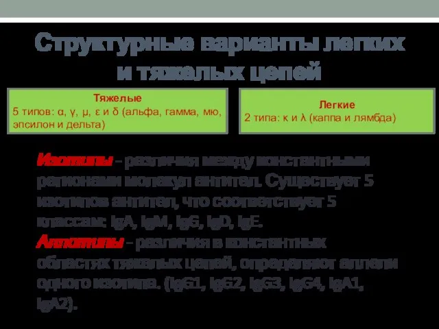 Структурные варианты легких и тяжелых цепей Изотипы - различия между константными