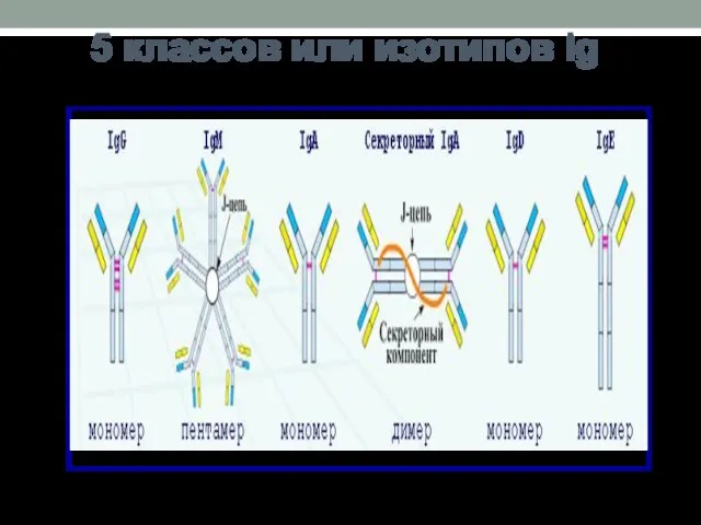 5 классов или изотипов Ig