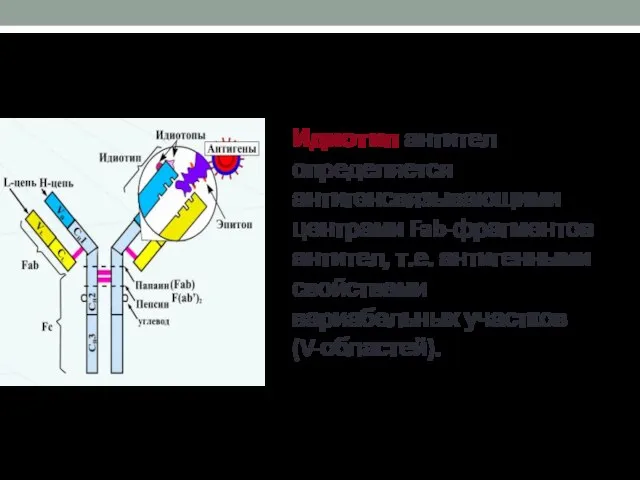 Идиотип антител определяется антигенсвязывающими центрами Fab-фрагментов антител, т.е. антигенными свойствами вариабельных участков (V-областей).