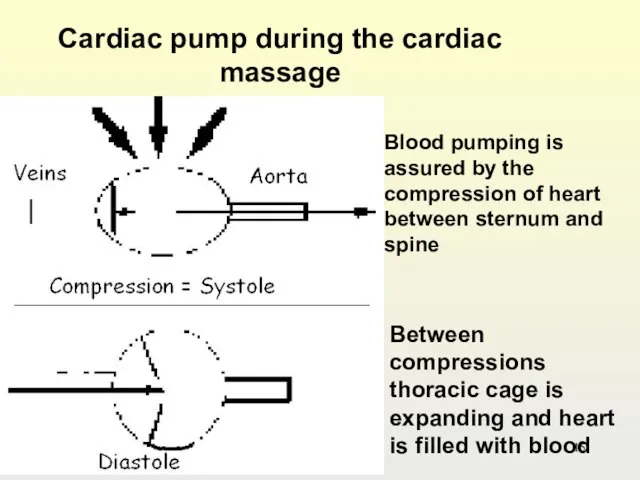 Cardiac pump during the cardiac massage Blood pumping is assured by