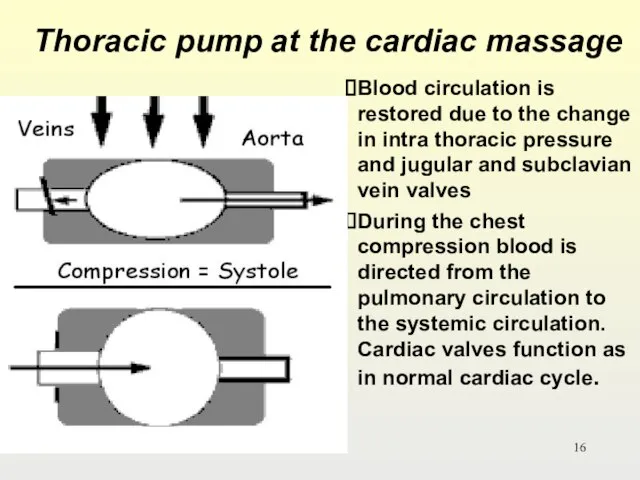 Thoracic pump at the cardiac massage Blood circulation is restored due