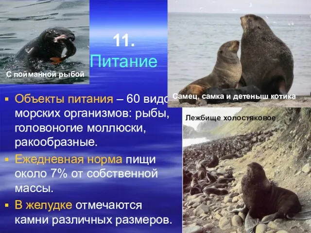 11. Питание Объекты питания – 60 видов морских организмов: рыбы, головоногие