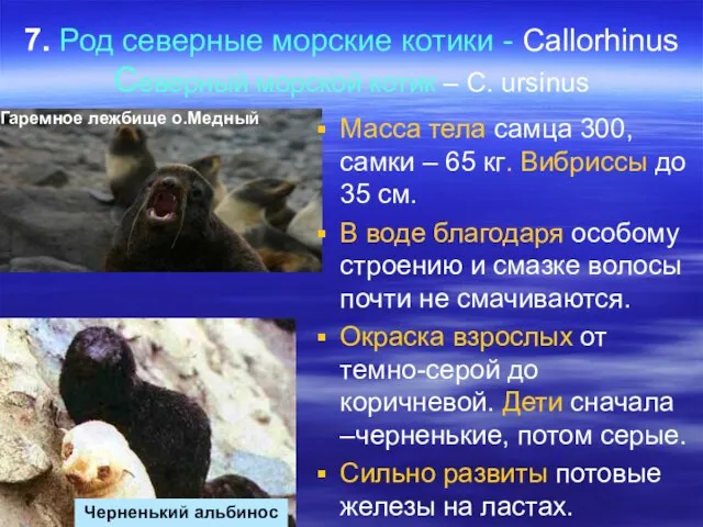 7. Род северные морские котики - Callorhinus Cеверный морской котик –