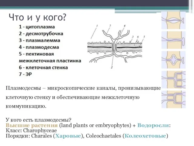 Что и у кого? Плазмодесмы – микроскопические каналы, пронизывающие клеточную стенку