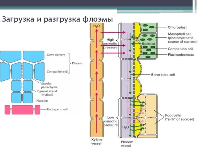 Загрузка и разгрузка флоэмы