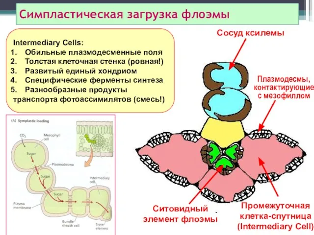 Симпластическая загрузка флоэмы Сосуд ксилемы Промежуточная клетка-спутница (Intermediary Cell) Плазмодесмы, контактирующие