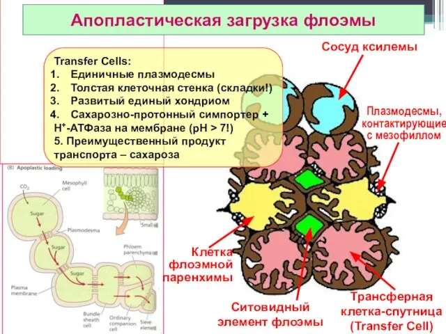 Сосуд ксилемы Трансферная клетка-спутница (Transfer Cell) Ситовидный элемент флоэмы Апопластическая загрузка