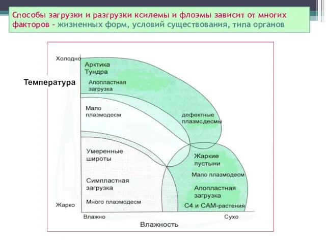 Способы загрузки и разгрузки ксилемы и флоэмы зависит от многих факторов