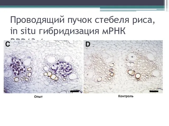 Проводящий пучок стебеля риса, in situ гибридизация мРНК RPP13-1