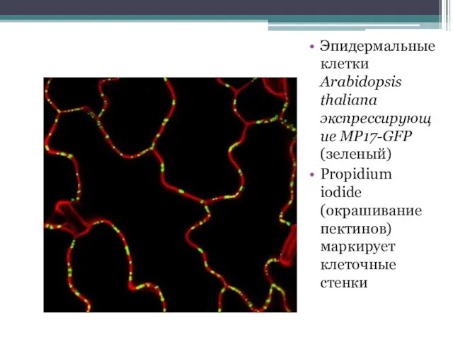 Эпидермальные клетки Arabidopsis thaliana экспрессирующие MP17-GFP (зеленый) Propidium iodide (окрашивание пектинов) маркирует клеточные стенки