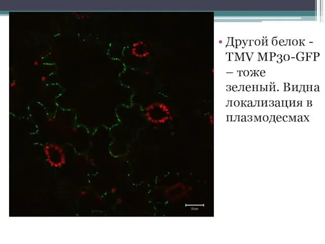 Другой белок - TMV MP30-GFP – тоже зеленый. Видна локализация в плазмодесмах