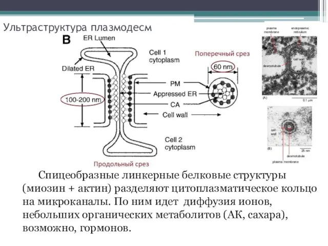 Ультраструктура плазмодесм Спицеобразные линкерные белковые структуры (миозин + актин) разделяют цитоплазматическое