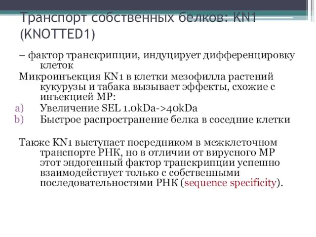 Транспорт собственных белков: KN1 (KNOTTED1) – фактор транскрипции, индуцирует дифференцировку клеток