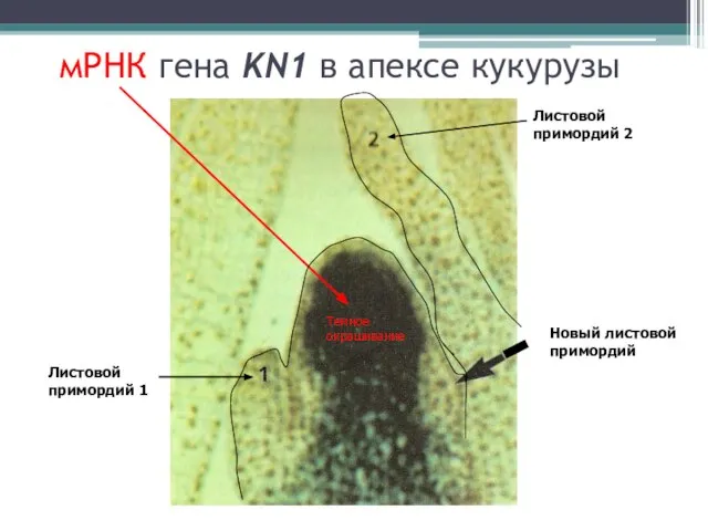 мРНК гена KN1 в апексе кукурузы Листовой примордий 1 Листовой примордий