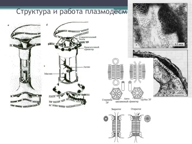 Структура и работа плазмодесм