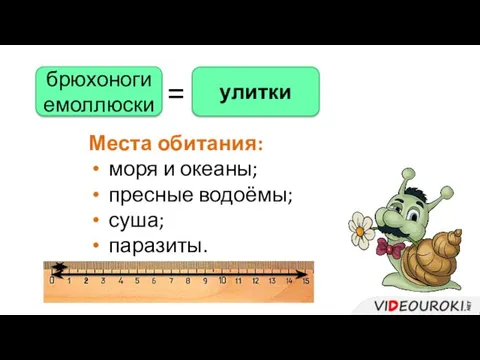 брюхоногиемоллюски улитки = Места обитания: моря и океаны; пресные водоёмы; суша; паразиты.