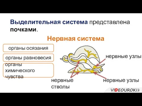 Выделительная система представлена почками. Нервная система нервные узлы нервные стволы органы