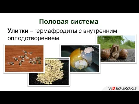 Половая система Улитки – гермафродиты с внутренним оплодотворением.