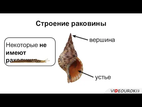 Строение раковины вершина устье Некоторые не имеют раковины.