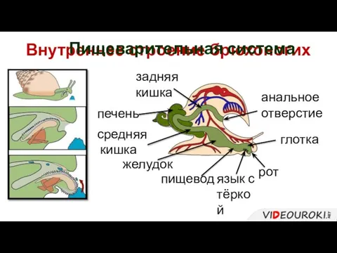 Внутреннее строение брюхоногих рот глотка пищевод желудок печень средняя кишка задняя