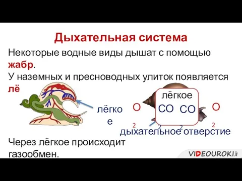 Дыхательная система Некоторые водные виды дышат с помощью жабр. У наземных