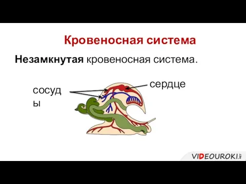 Незамкнутая кровеносная система. Кровеносная система сердце сосуды