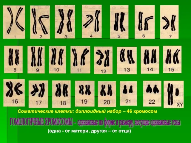 Соматические клетки: диплоидный набор – 46 хромосом (одна - от матери,