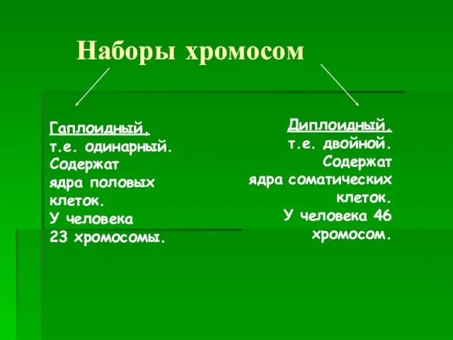 Наборы хромосом Гаплоидный, т.е. одинарный. Содержат ядра половых клеток. У человека