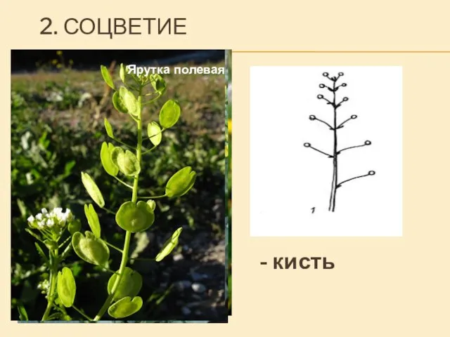 2. СОЦВЕТИЕ Редька дикая Пастушья сумка Капуста Ярутка полевая - кисть