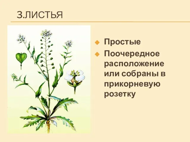 3.ЛИСТЬЯ Простые Поочередное расположение или собраны в прикорневую розетку