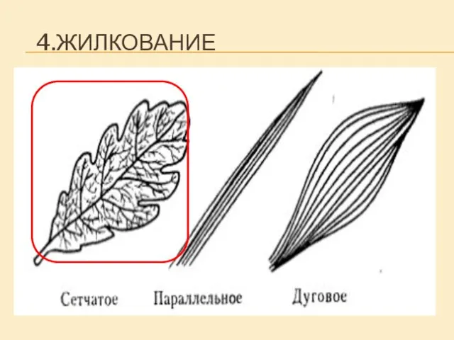 4.ЖИЛКОВАНИЕ